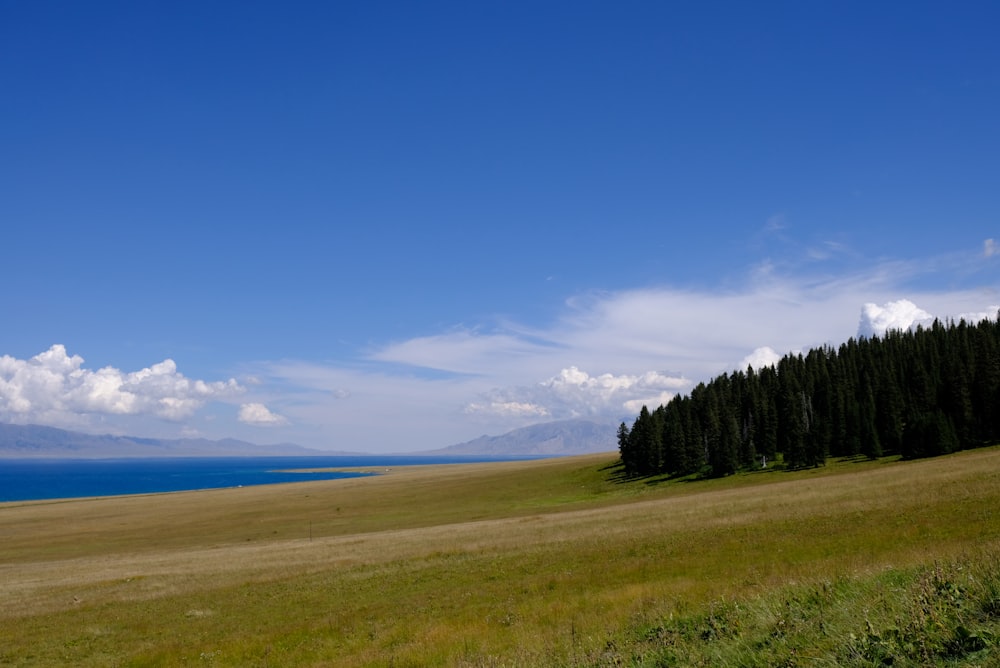 a grassy field with trees and a body of water in the background