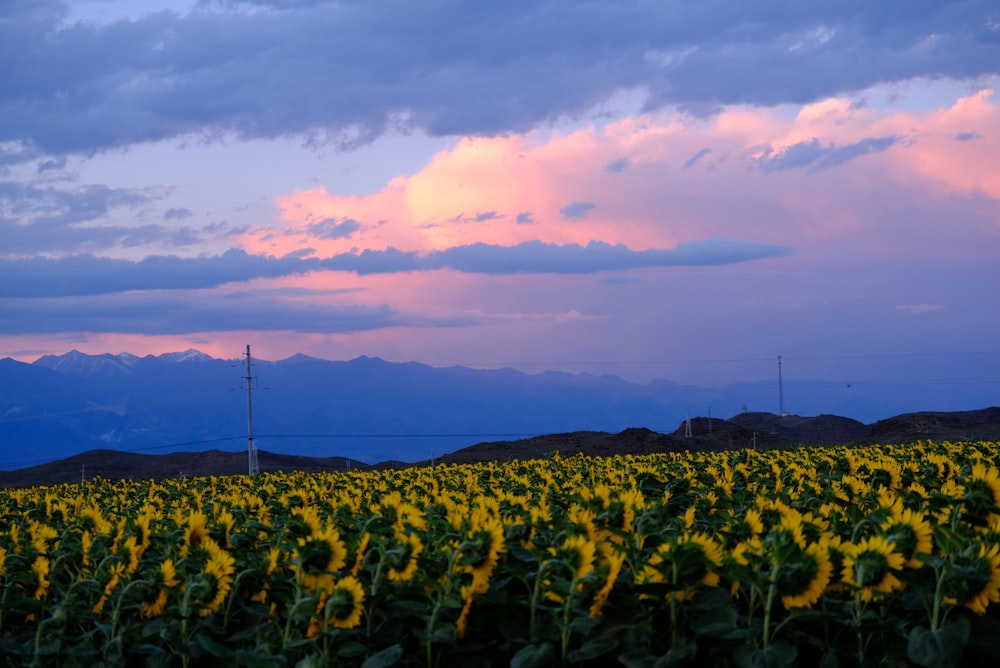 a field of yellow flowers