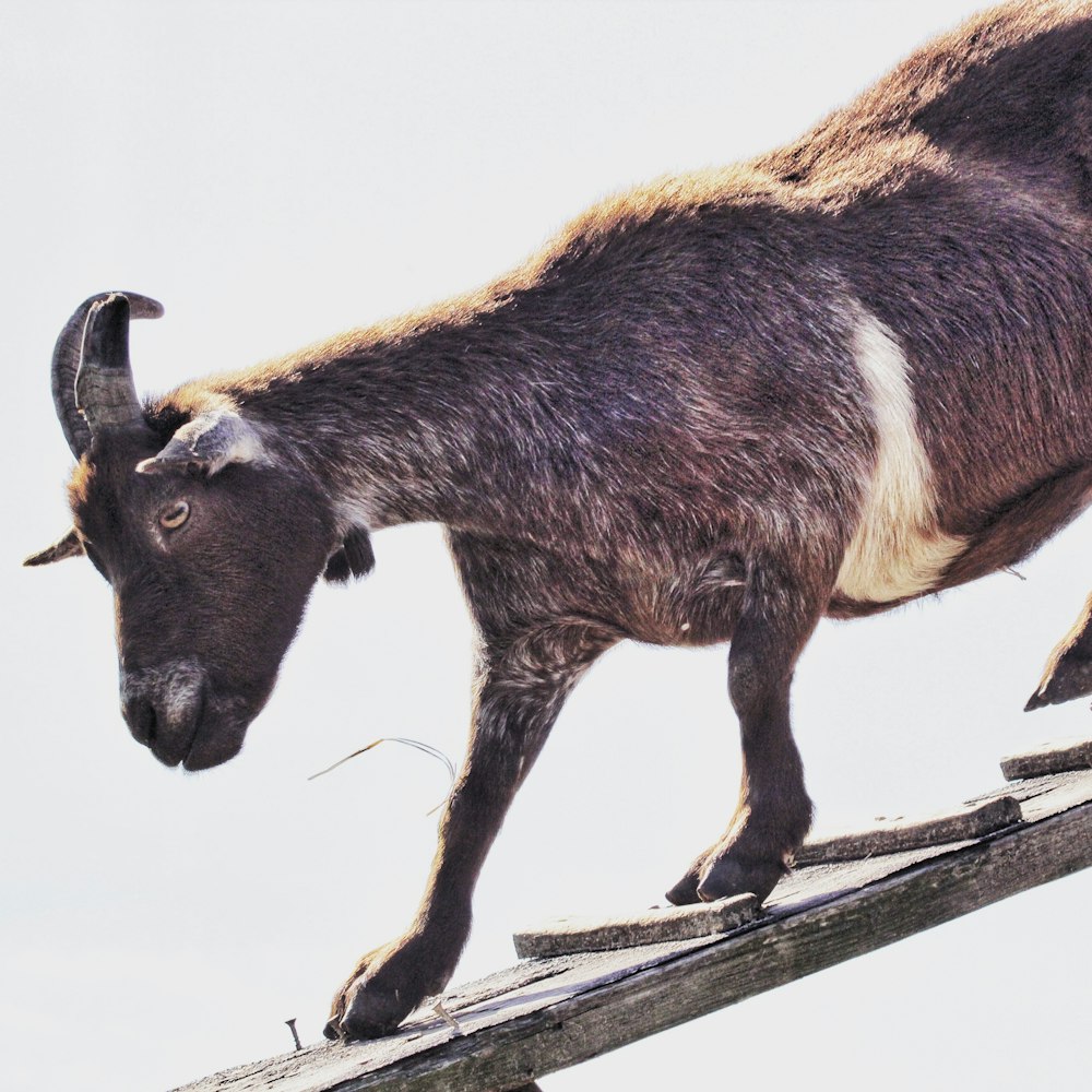 a goat walking on a wood surface