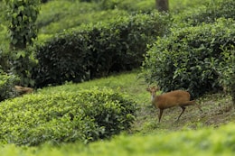 a deer in a grassy area