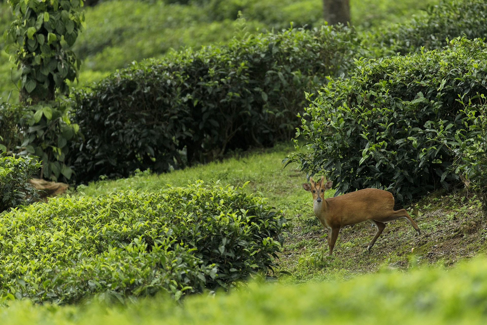 a deer in a grassy area