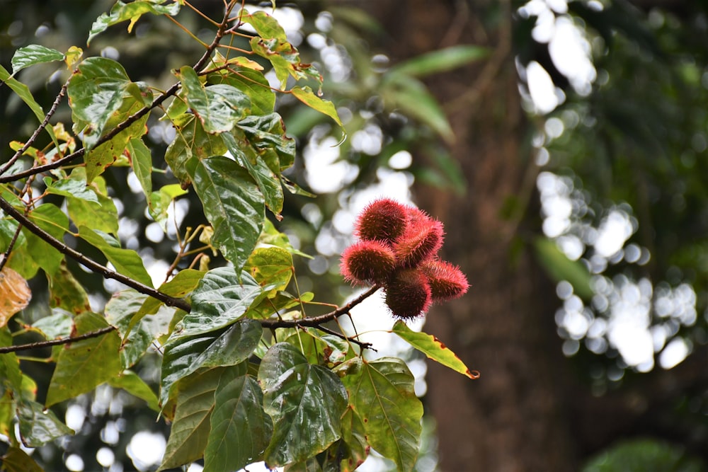 a close up of a fruit hanging on a tree branch