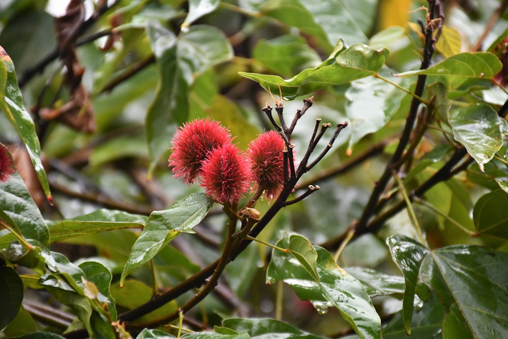 a fruit hanging on a tree branch