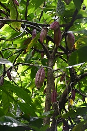 Several ripe cocoa pods hanging from tree branches surrounded by lush green leaves. The pods have a reddish-brown, textured surface and are nestled among the vibrant foliage.