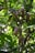 Several ripe cocoa pods hanging from tree branches surrounded by lush green leaves. The pods have a reddish-brown, textured surface and are nestled among the vibrant foliage.