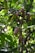 A scenic view of a lush cacao plantation with ripe cacao pods hanging from the trees.