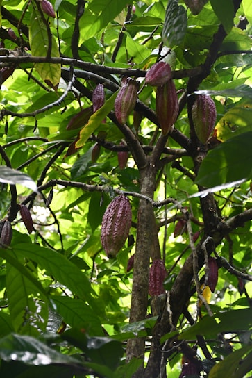 Several ripe cocoa pods hanging from tree branches surrounded by lush green leaves. The pods have a reddish-brown, textured surface and are nestled among the vibrant foliage.