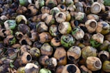 A large pile of discarded coconut shells, predominantly green and brown in color, with the husks stripped off and holes revealing the hollow insides. The arrangement appears chaotic, with various sizes of shells stacked closely together.