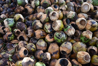 A large pile of discarded coconut shells, predominantly green and brown in color, with the husks stripped off and holes revealing the hollow insides. The arrangement appears chaotic, with various sizes of shells stacked closely together.