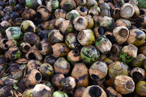 A large pile of discarded coconut shells, predominantly green and brown in color, with the husks stripped off and holes revealing the hollow insides. The arrangement appears chaotic, with various sizes of shells stacked closely together.