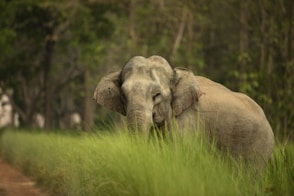 an elephant in the grass