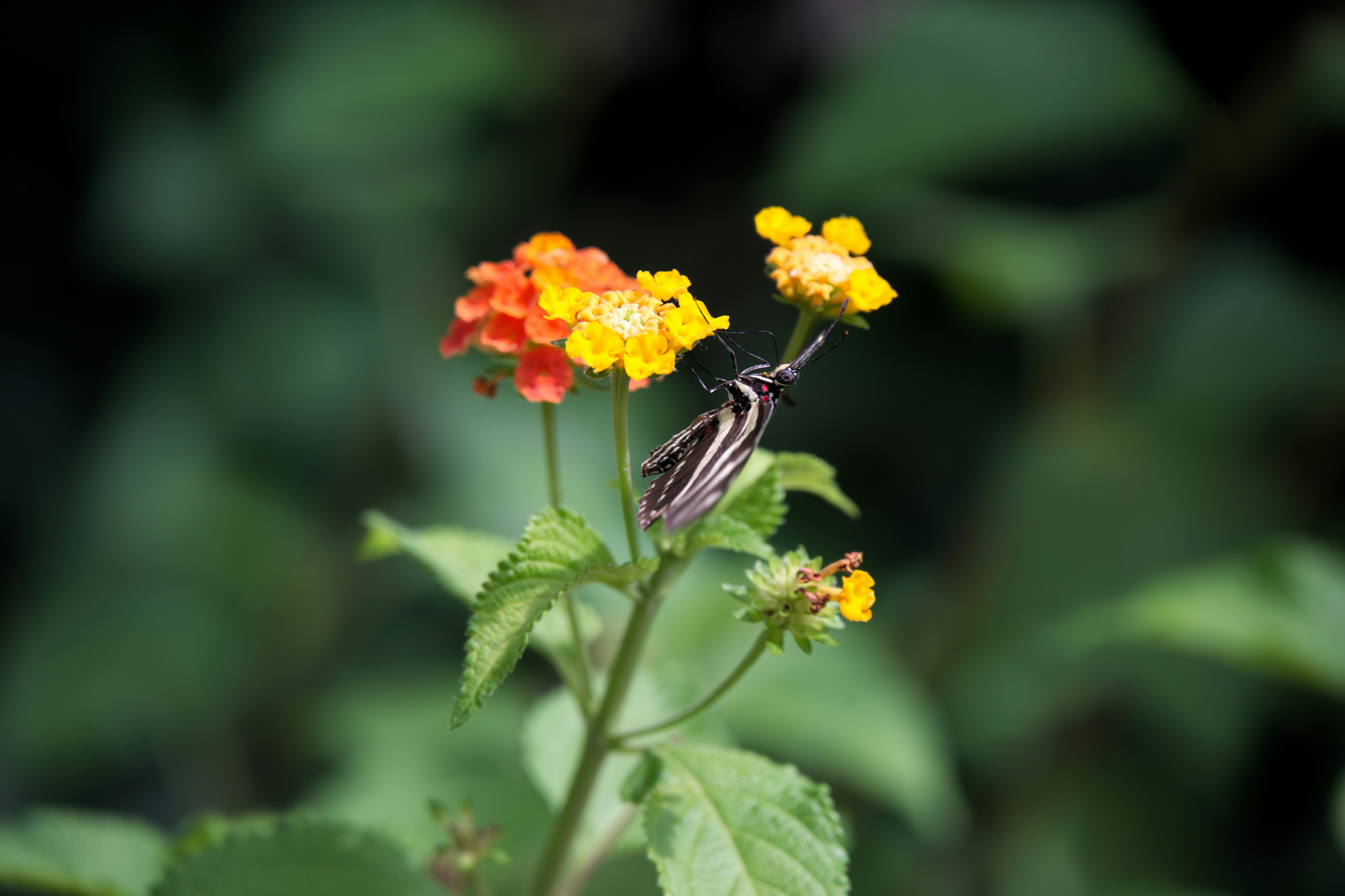 Photo by job_vermeulen