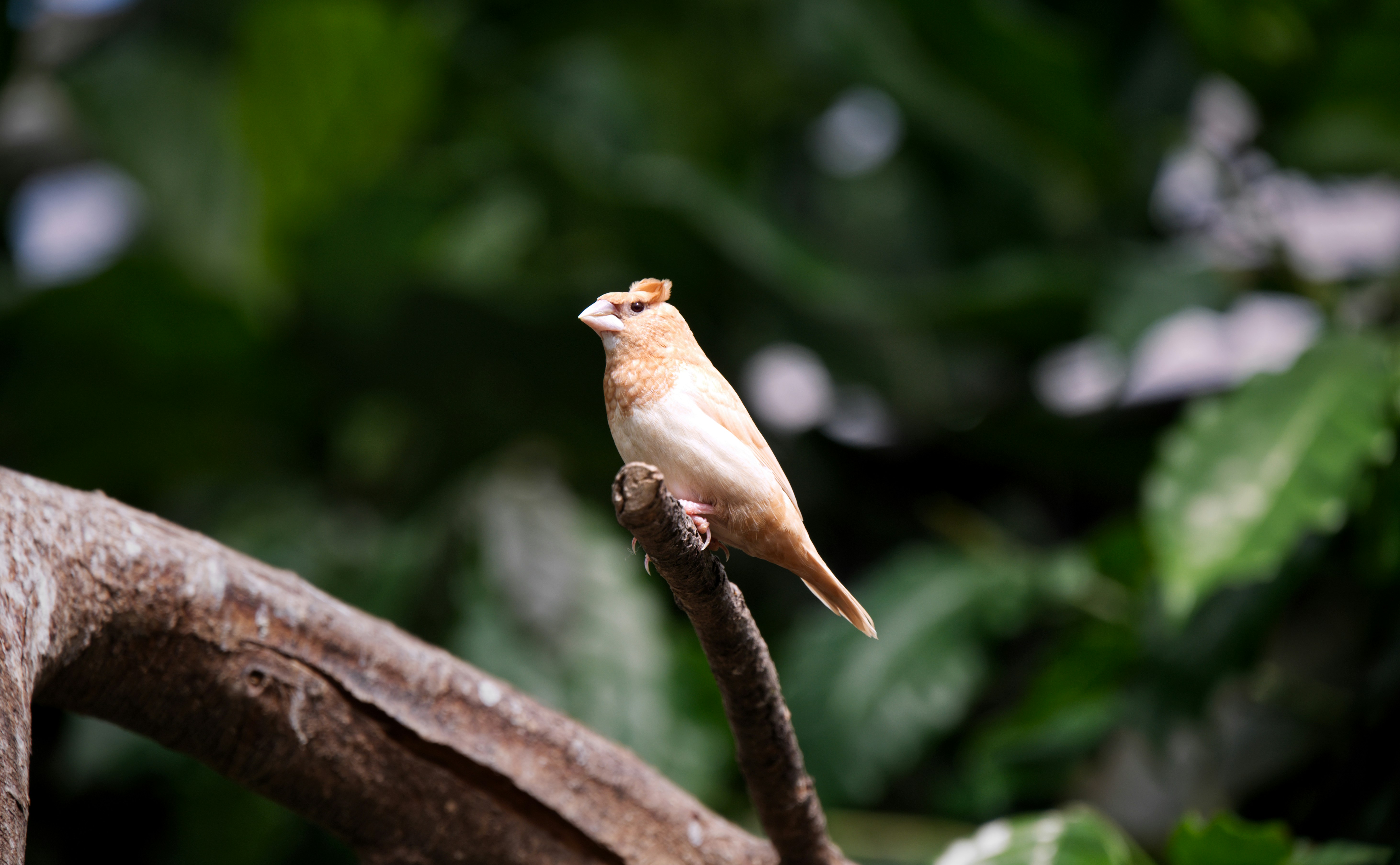 a bird perched on a branch
