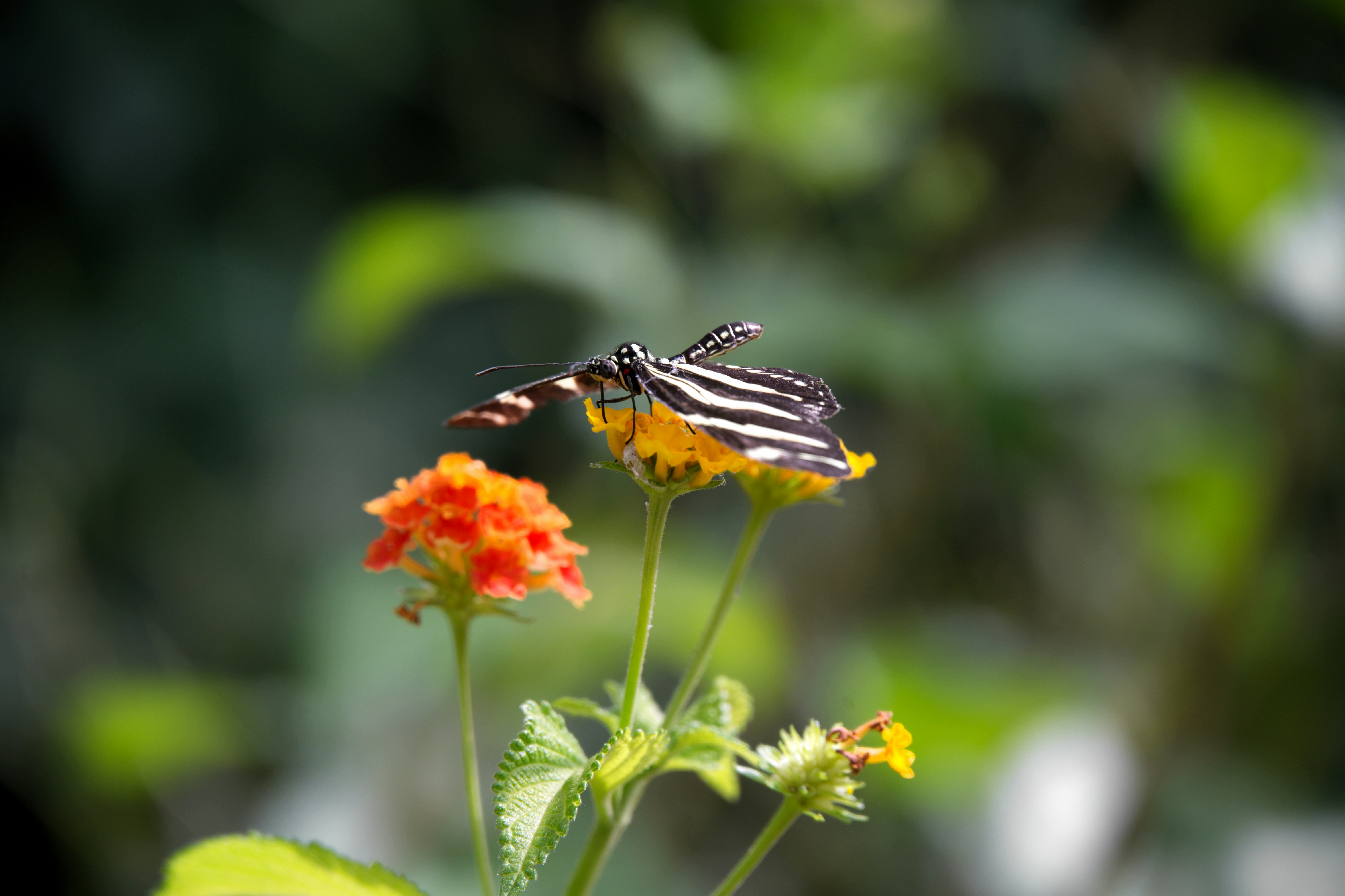Photo by job_vermeulen