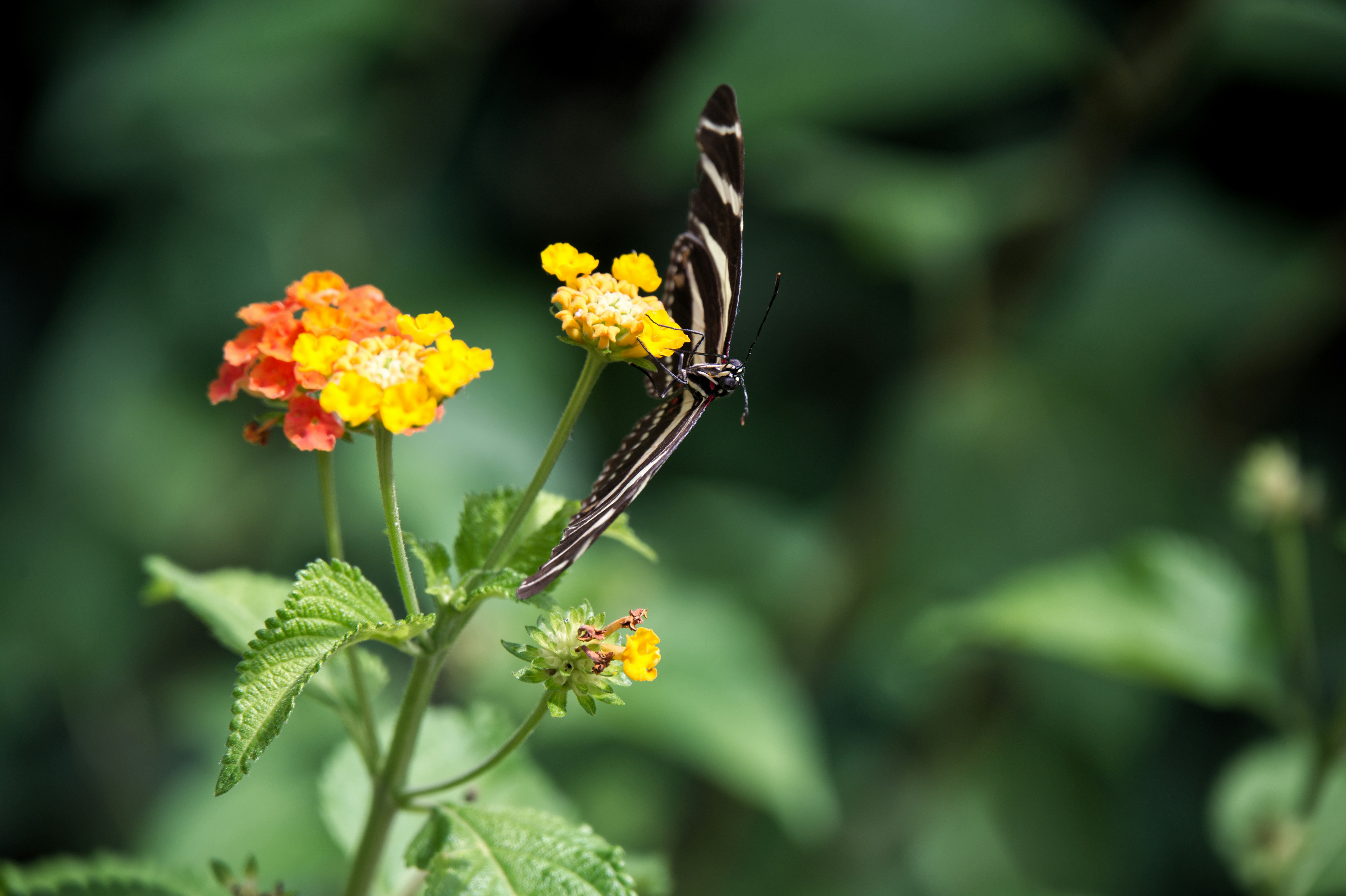 Photo by job_vermeulen