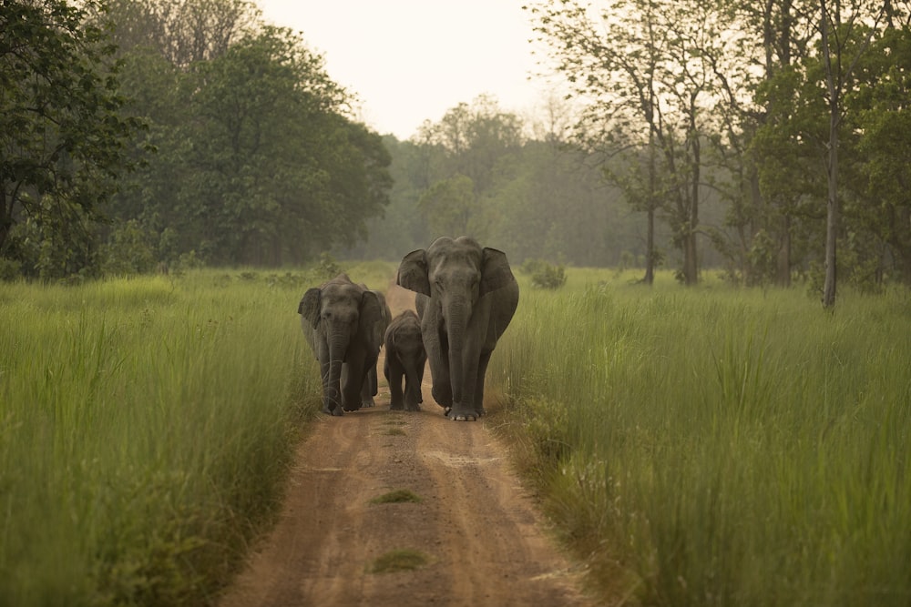 a group of elephants walking on a dirt road