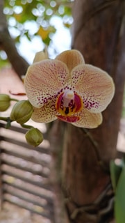 Close-up of vibrant blooming orchids nurtured with Ornafert fertilizers.