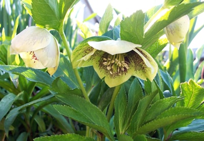 A close-up of vibrant green leaves and colorful flowers in natural sunlight.