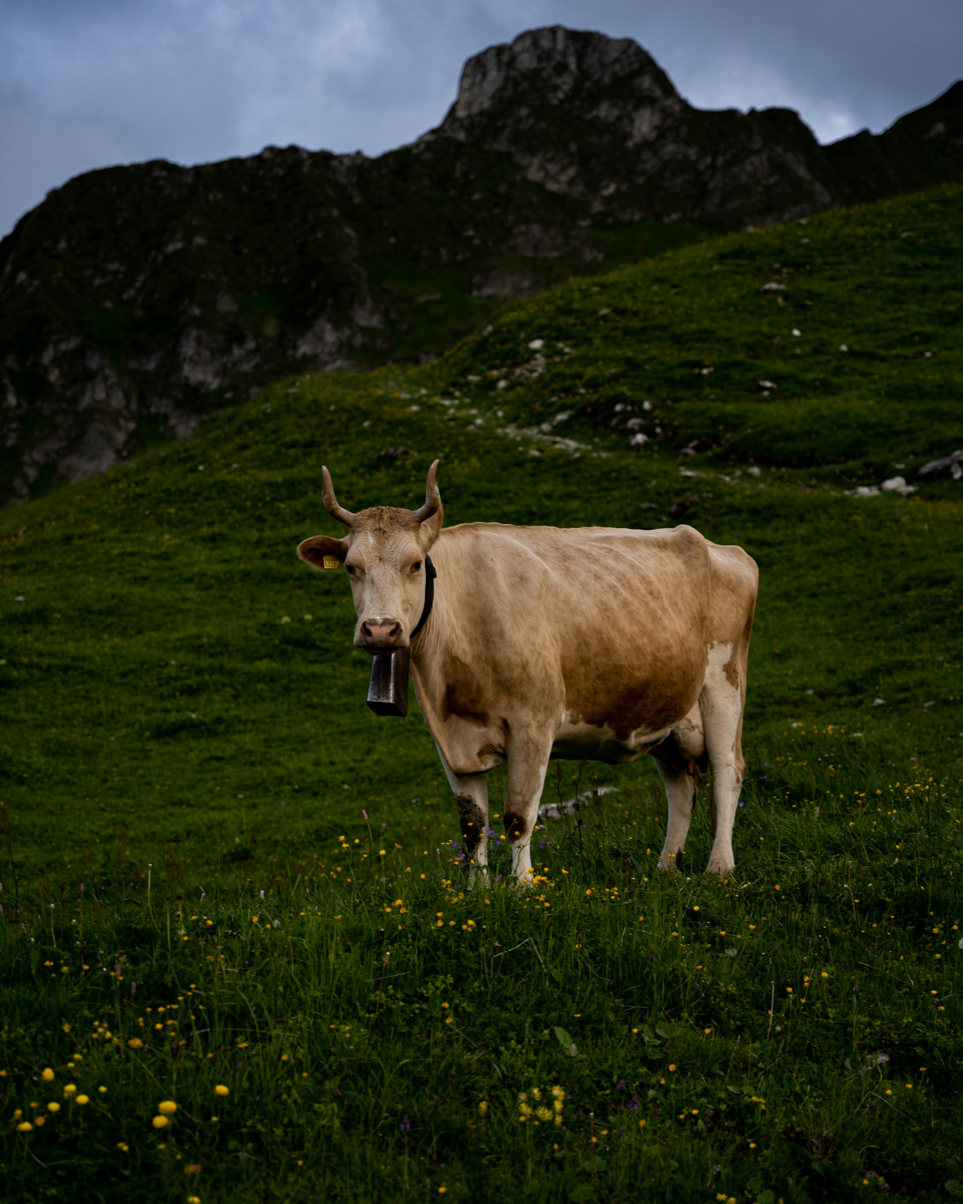 a cow standing in a field