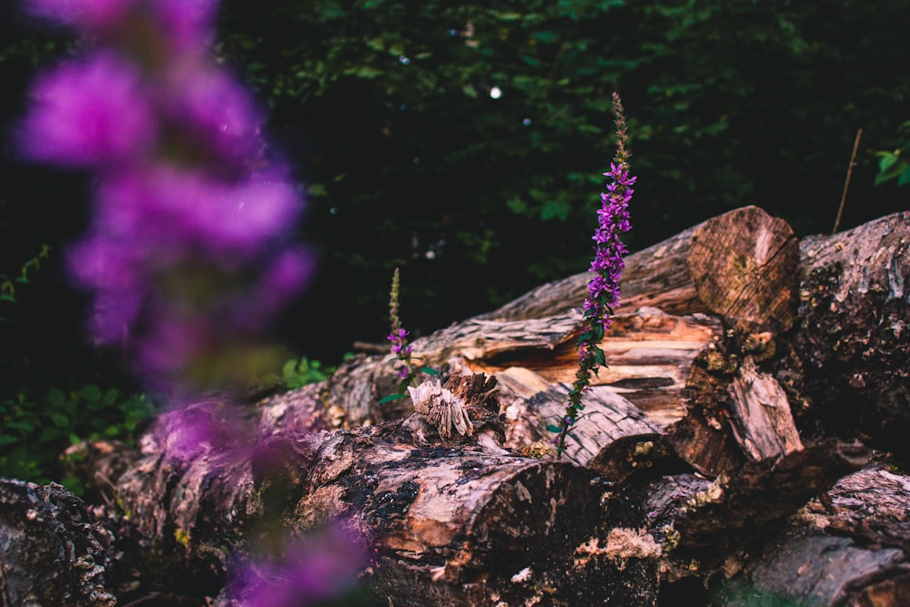 a purple flower on a log