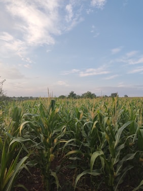 Aerial view of lush soybean and corn fields under a bright blue sky.