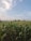 A lush green cornfield stretches out towards the horizon under a vast, clear blue sky. The corn plants are tall and healthy, with tassels visible, indicating they are in their mature phase. Sparse clouds dot the sky, adding texture to the scene.