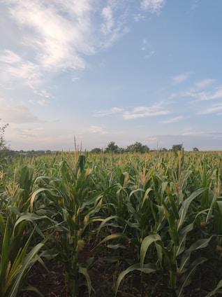 Aerial view of a lush green cornfield under a clear blue sky.