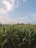 A lush green cornfield stretches out towards the horizon under a vast, clear blue sky. The corn plants are tall and healthy, with tassels visible, indicating they are in their mature phase. Sparse clouds dot the sky, adding texture to the scene.