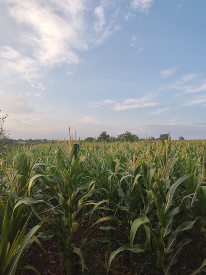 Aerial view of lush soybean and corn fields under a bright blue sky.