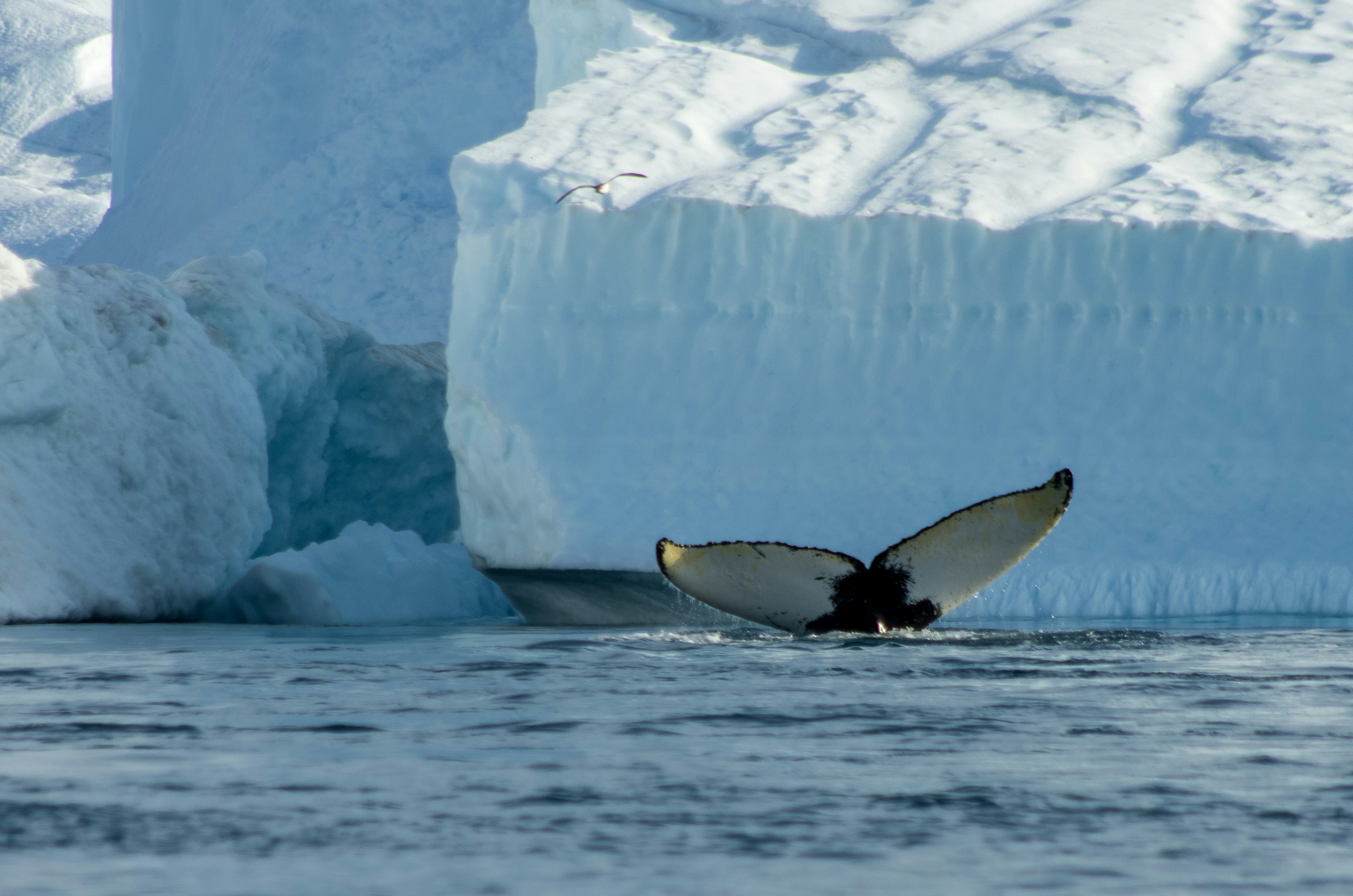 Queue de baleine à bosse, le long du vêlage du glacier dans la baie de Disko à Ilulissat au Groenland.
Humpback whale tail, along the glacier calving in Disko Bay at Ilulissat in Greenland.
