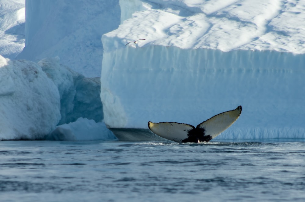 a white whale swimming in water