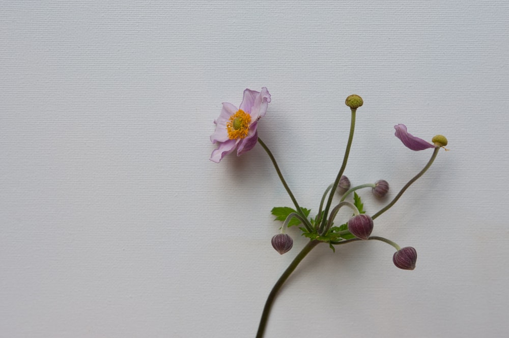 un primo piano di un fiore