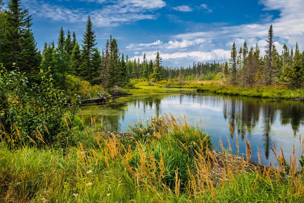 a lake surrounded by trees and grass