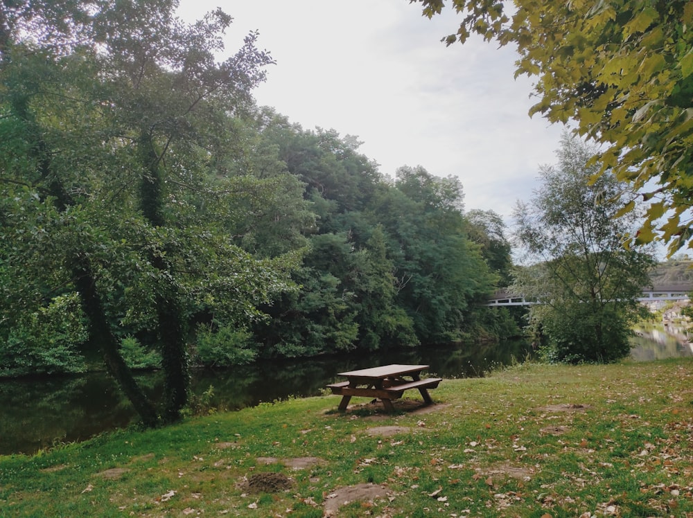 Un primer plano de un frondoso bosque verde