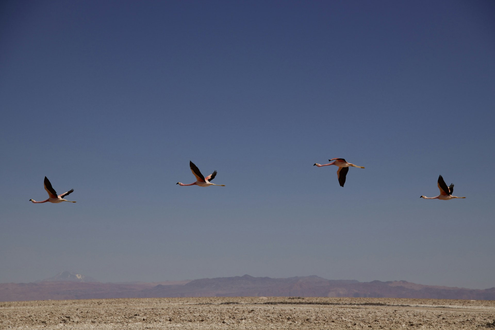a flock of seagulls flying in the sky