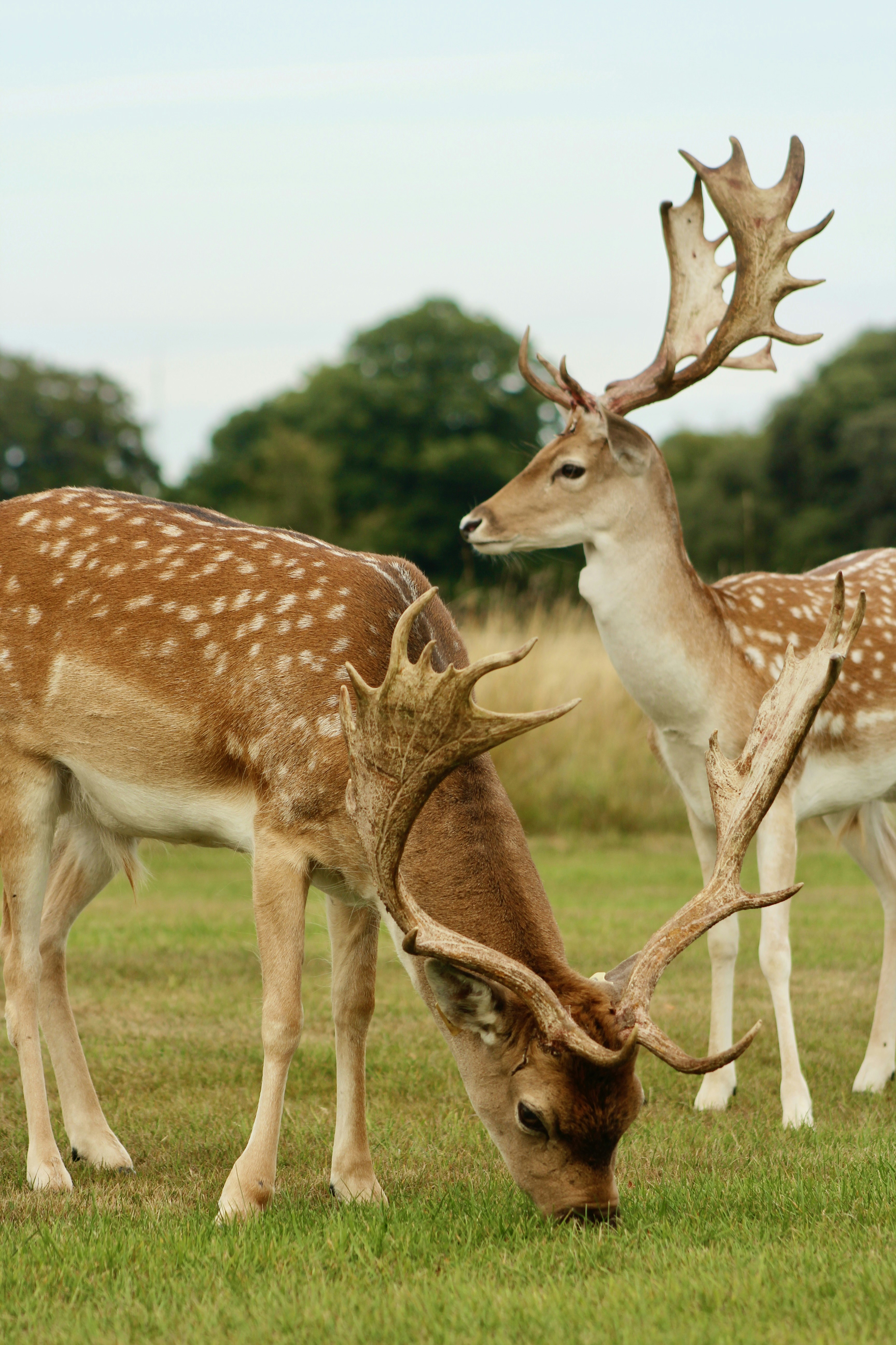 a group of deer in a grassy field