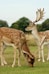 a group of deer in a grassy field