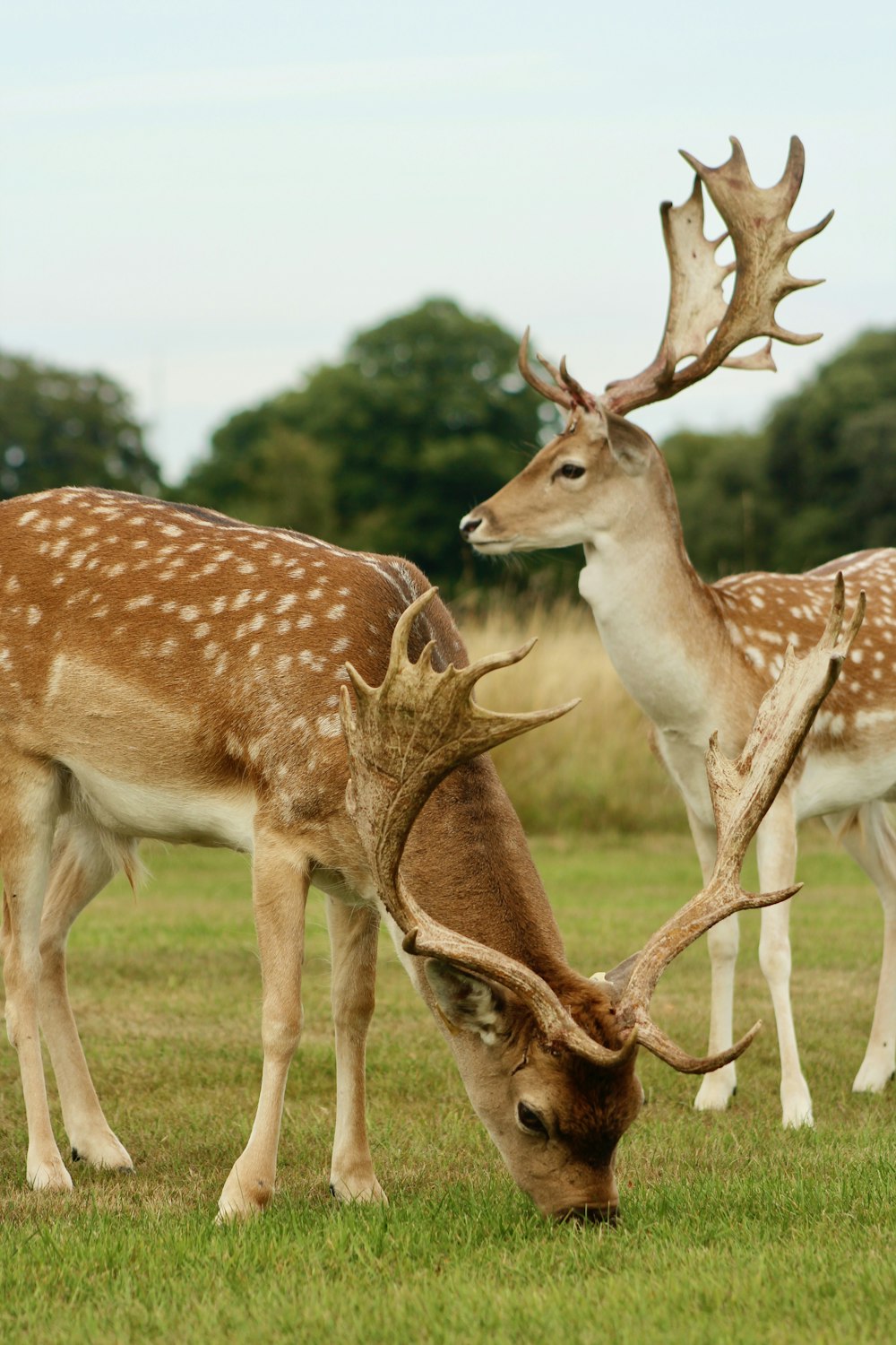 a group of deer in a grassy field