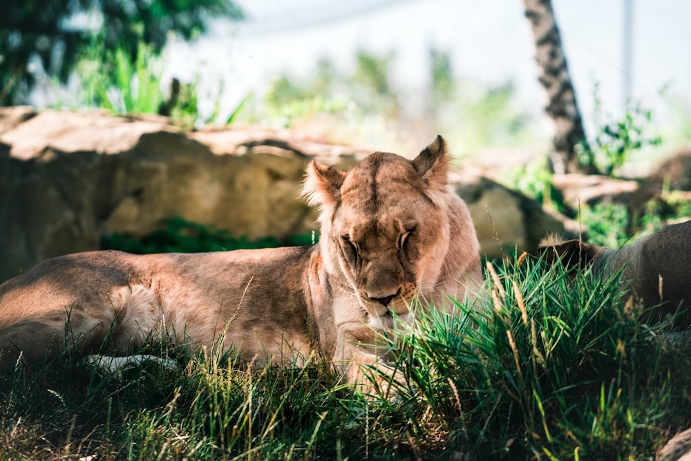 a lion lying in the grass