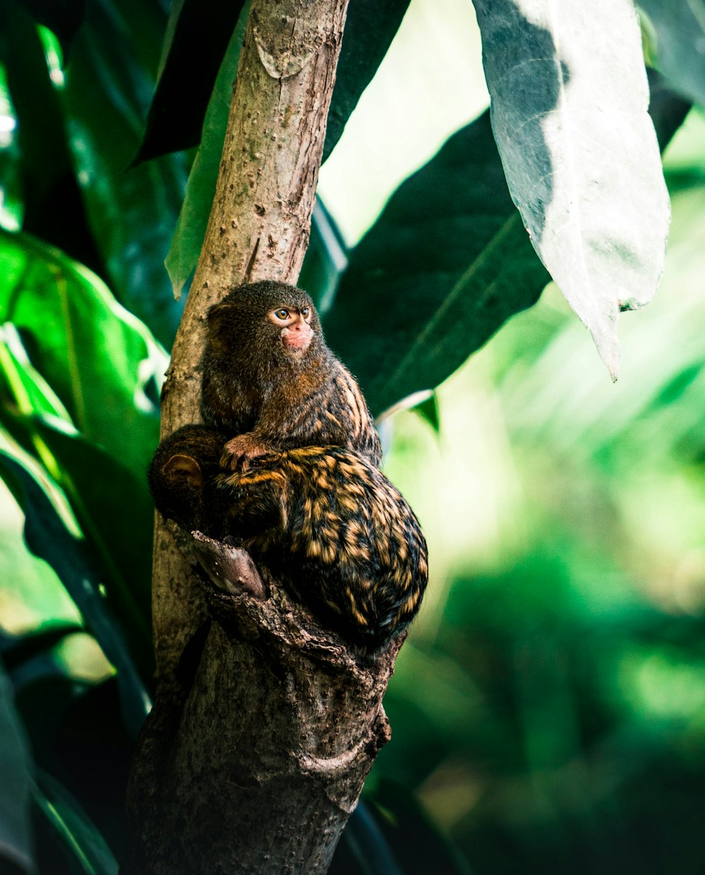 Un pequeño animal en la rama de un árbol