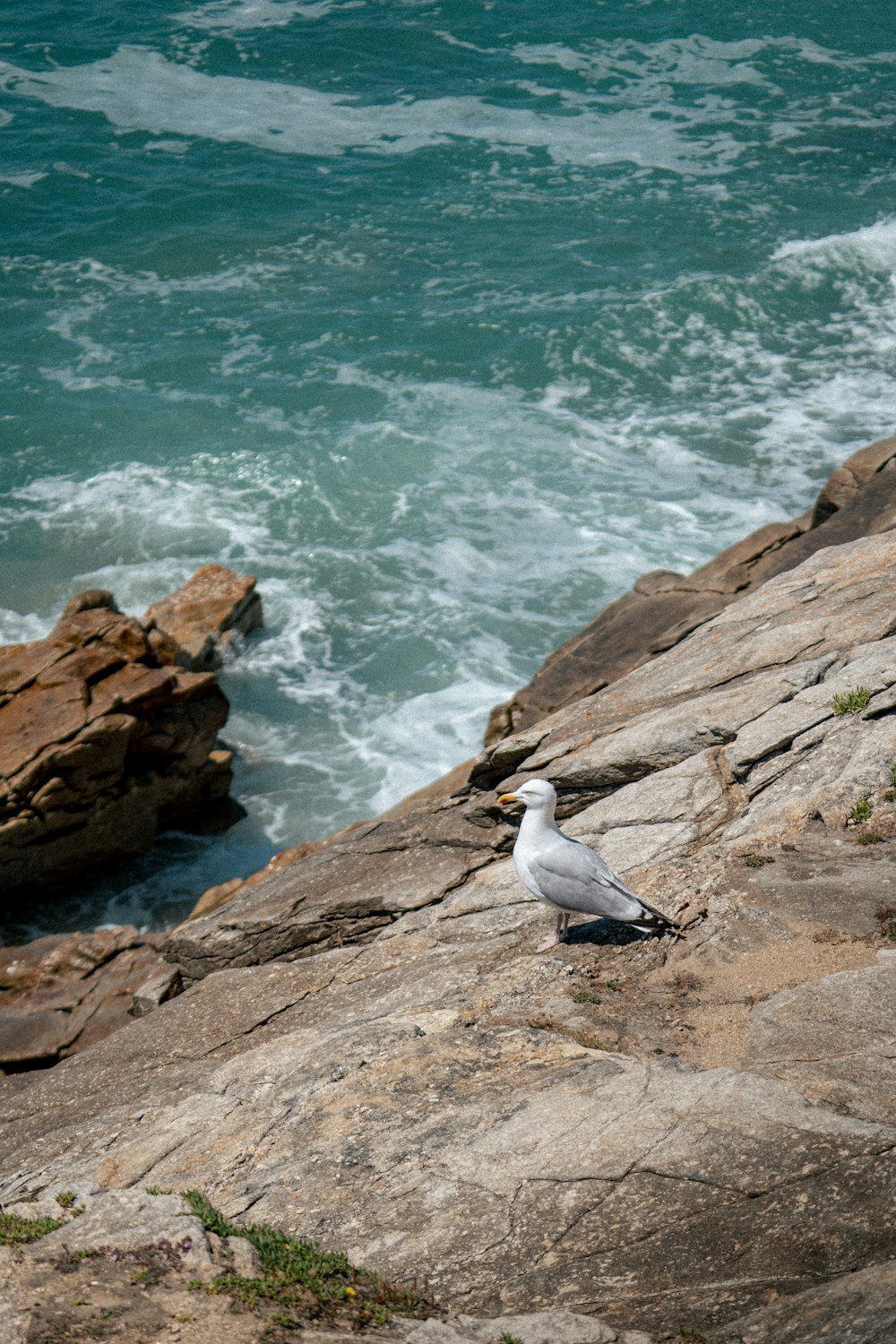 a bird on a rock by the water