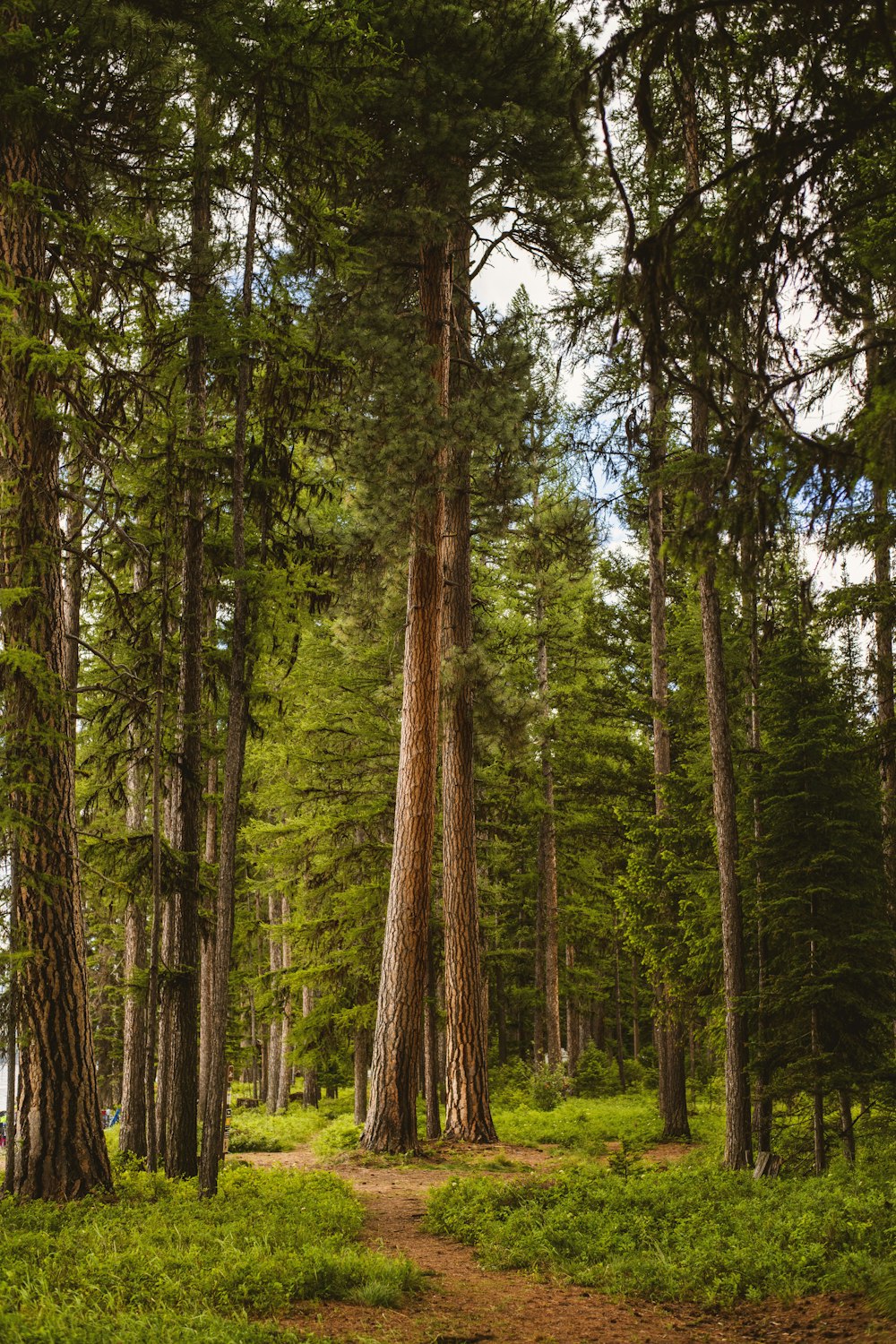 a dirt path through a forest