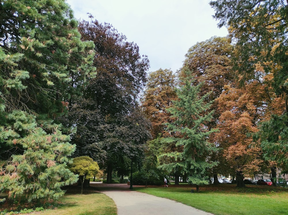 a path with trees on either side