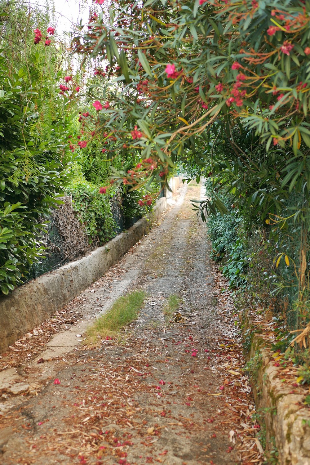 um caminho com plantas e flores ao lado