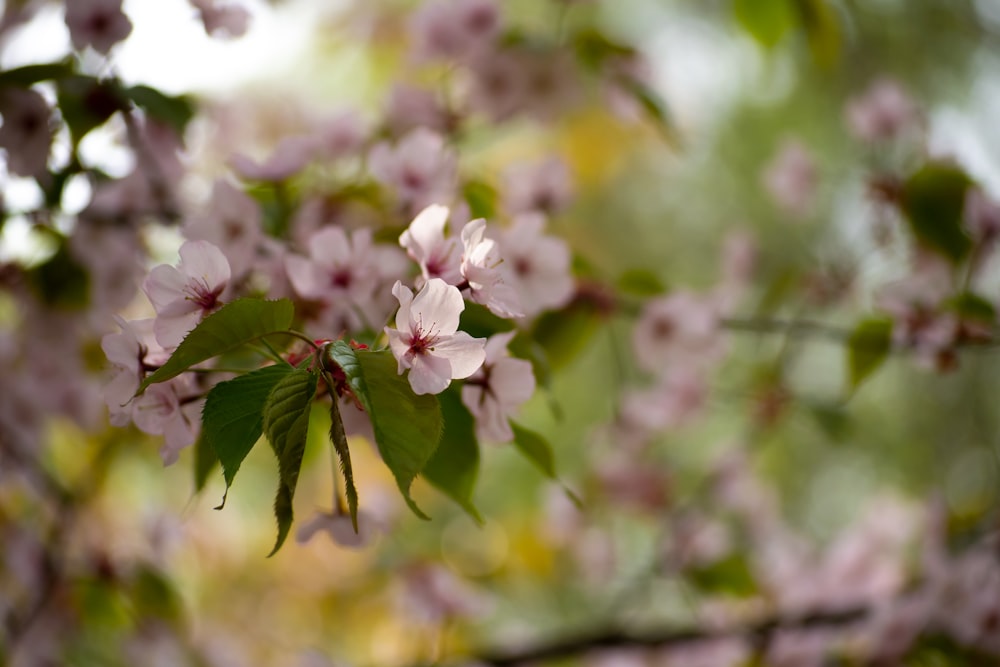 a close up of a tree branch with flowers on it