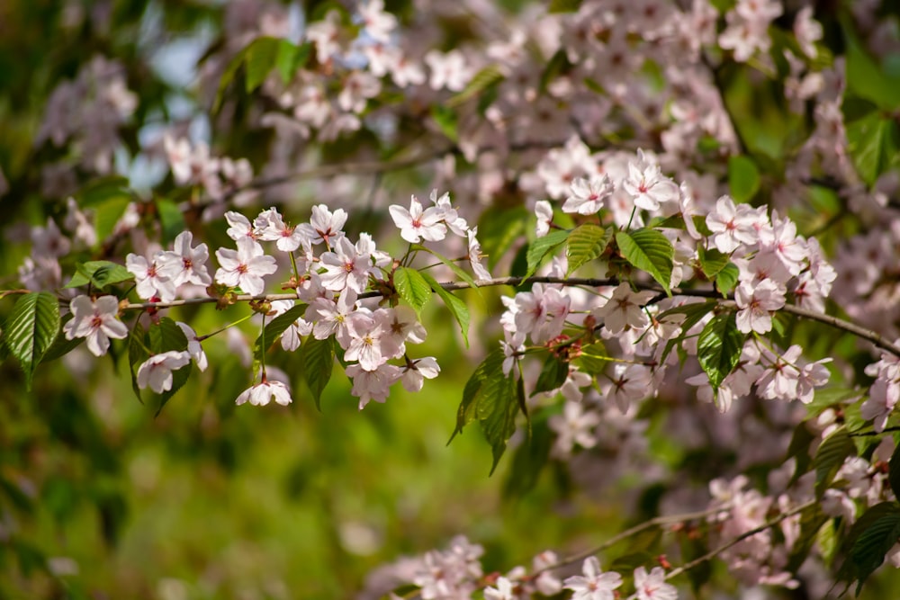 a close up of some flowers