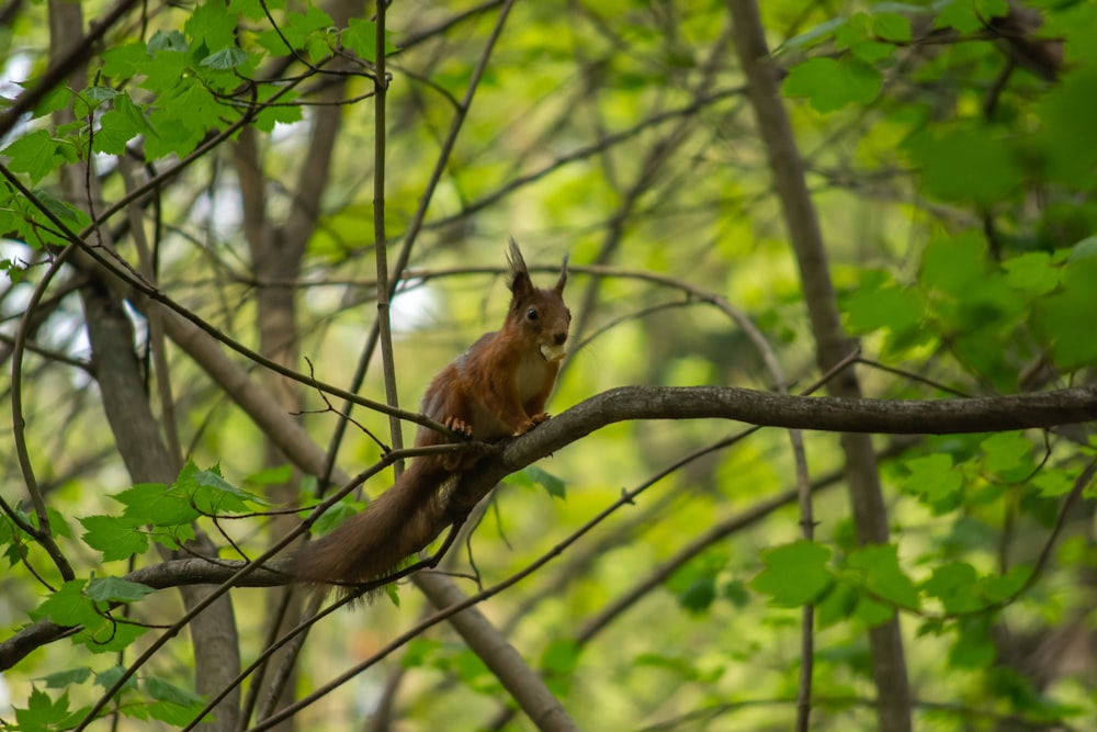 a squirrel on a tree branch