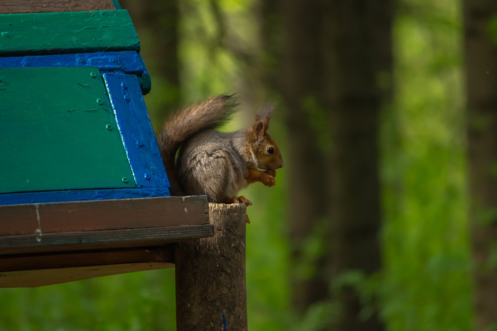 a squirrel eating a nut