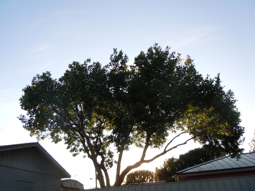 a tree with a building in the background