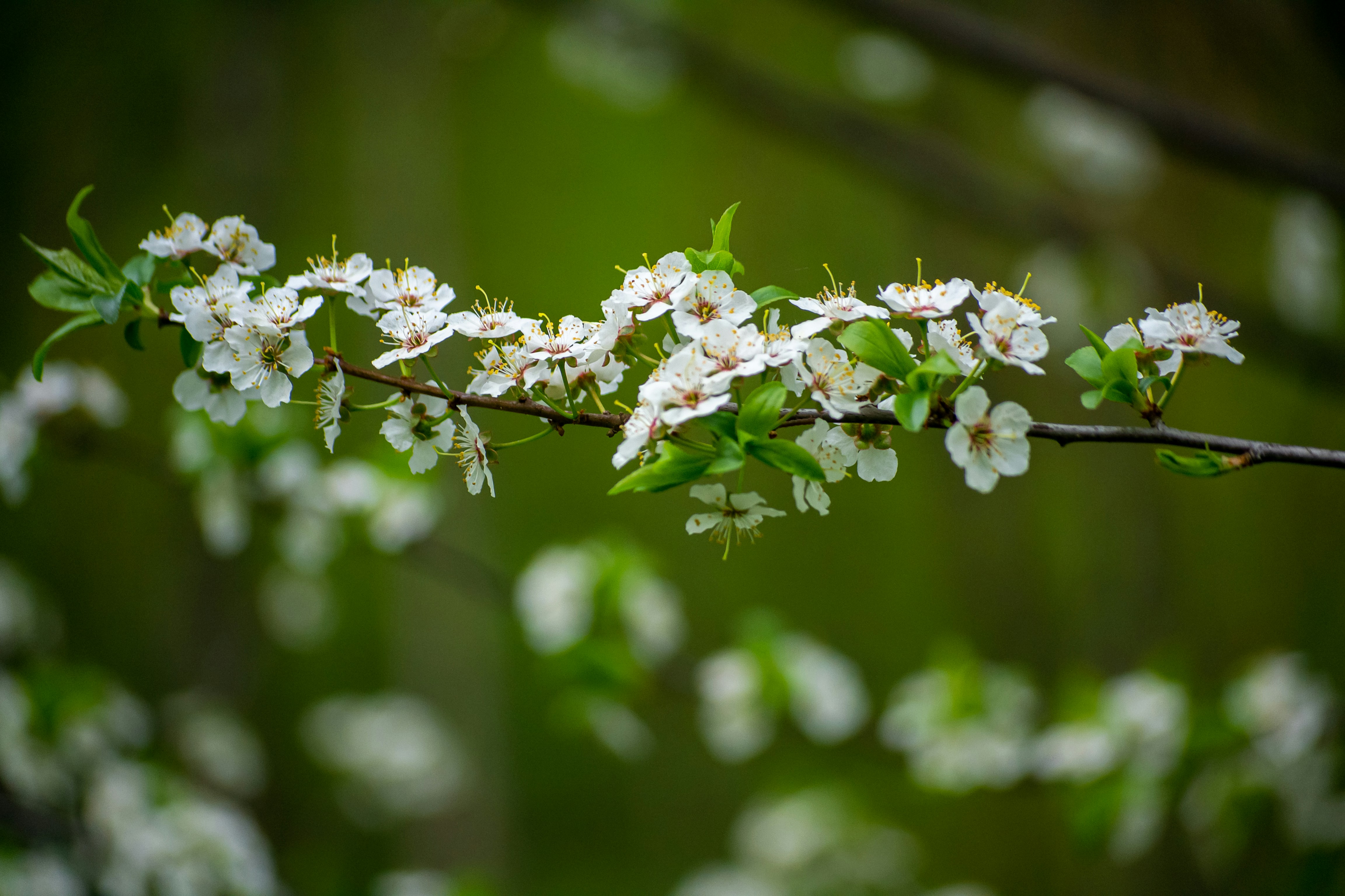 Photo by nikkitenkos